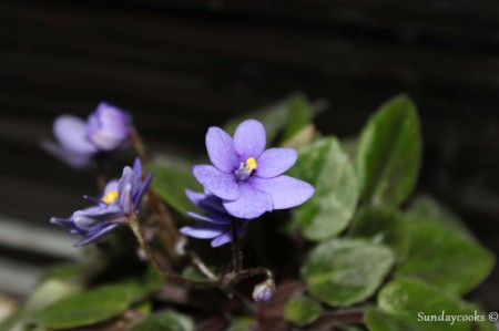violeta violeta