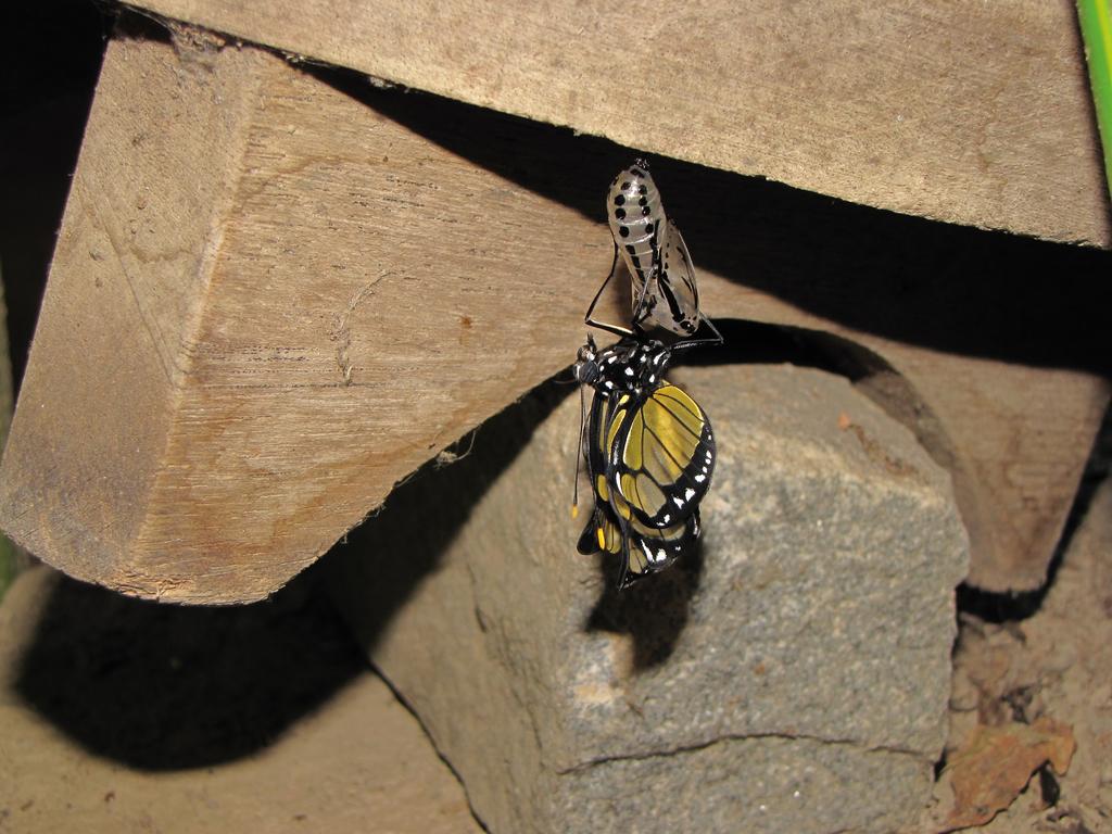 borboleta casulo borboleta casulo