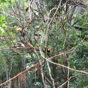 Parque das Aves
