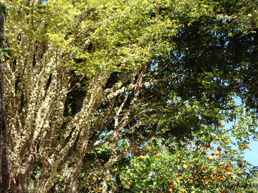 DSC00564