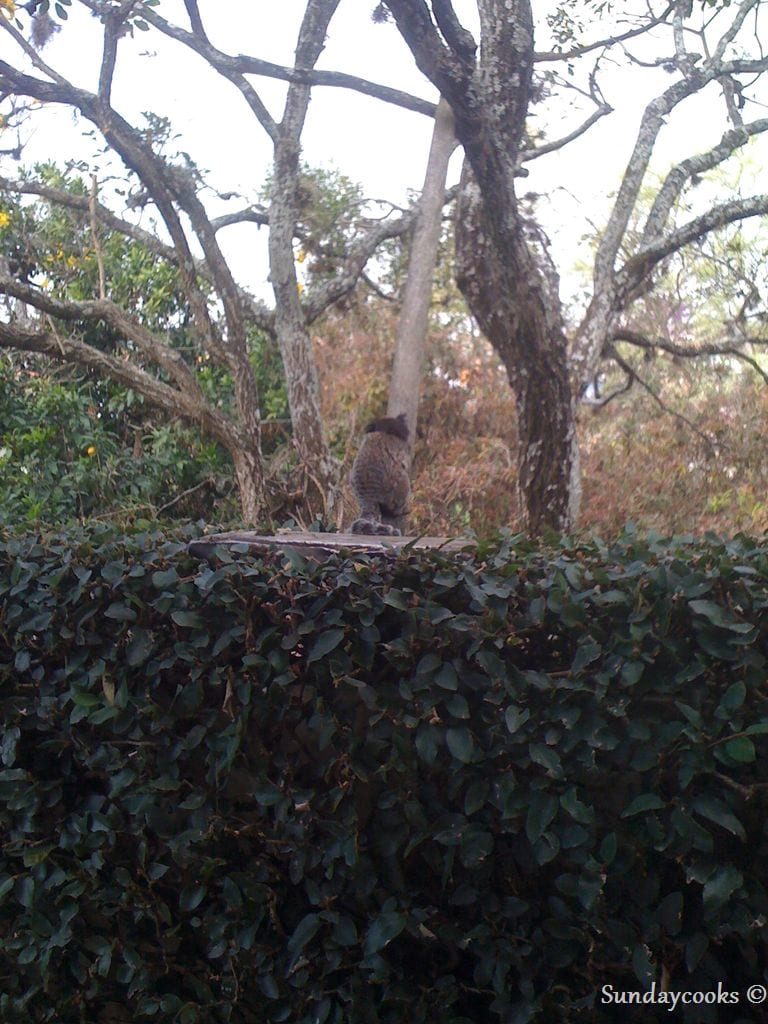 sagui