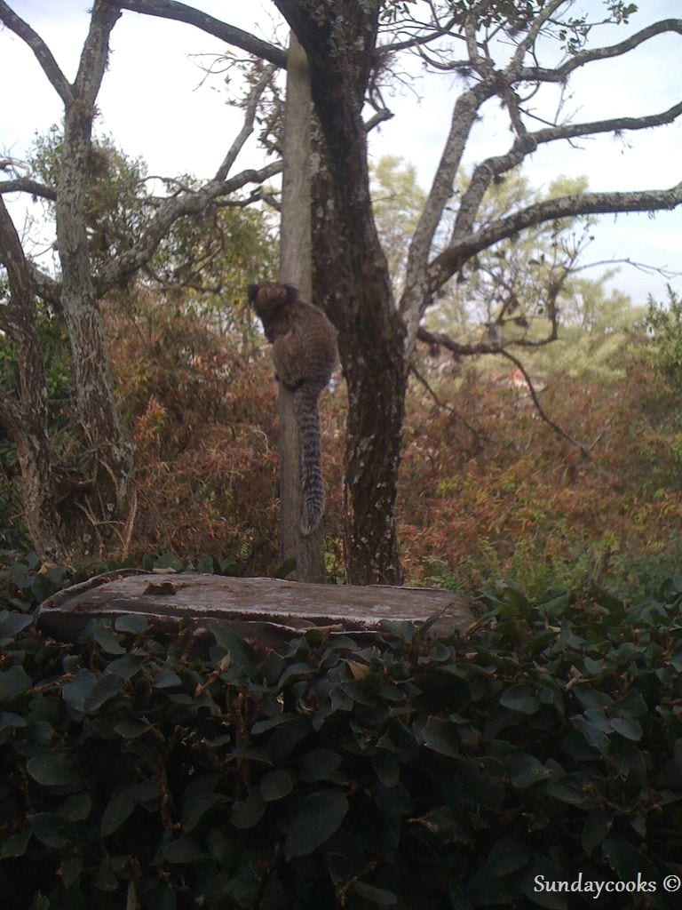 sagui
