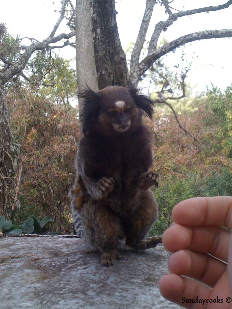 sagui