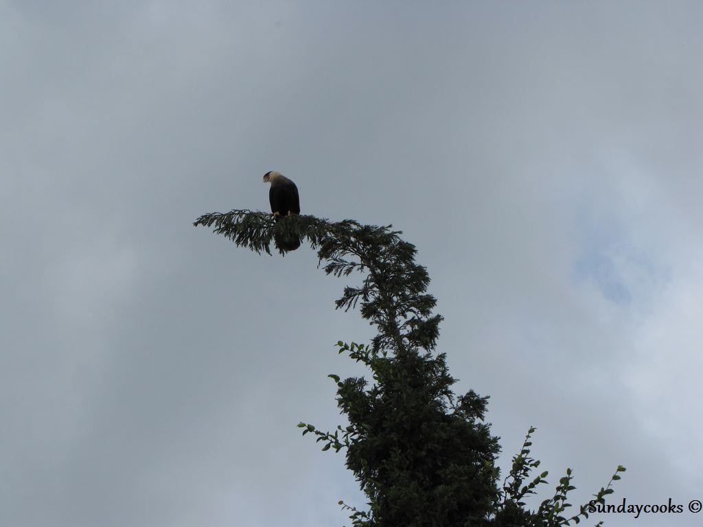 gaviao