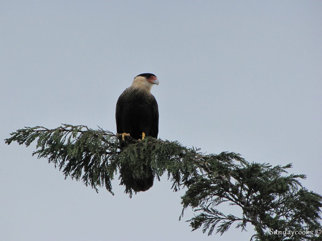 gaviao