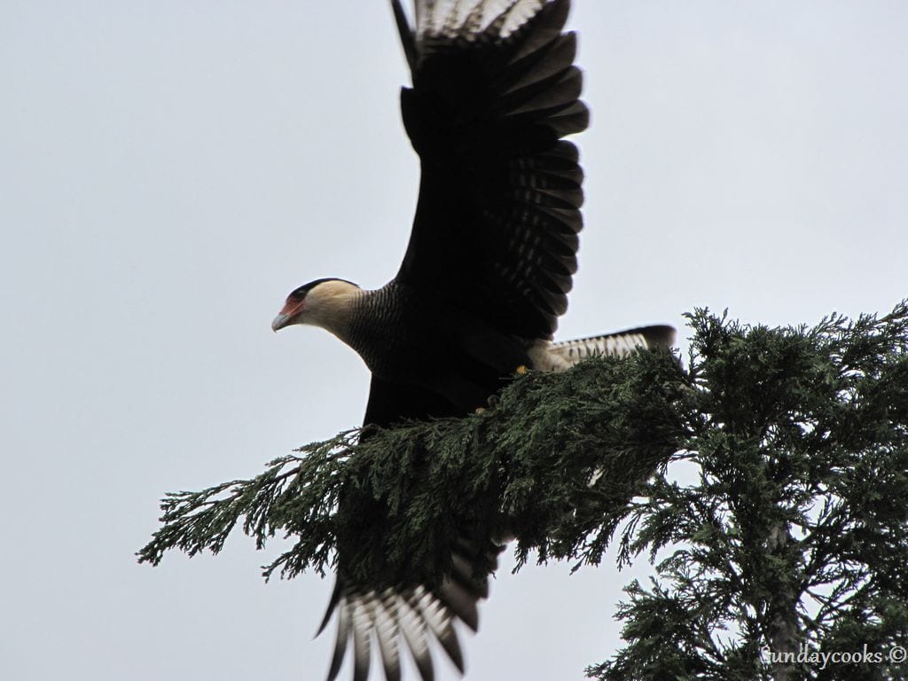 gaviao