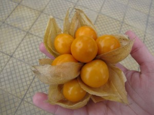 Mercados de Lima - physalis Mercados de Lima - physalis