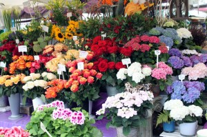 Viktualienmarkt Munique - Flores