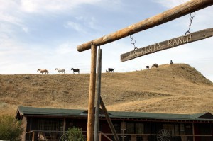 La Reata Ranch - Cavalos