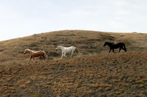 La Reata Ranch - Família buscapé