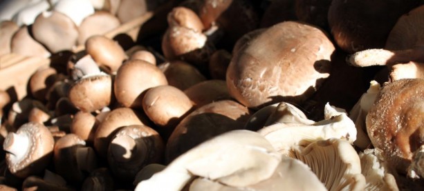 Mercados em Montreal - cogumelo Mercados em Montreal - cogumelo