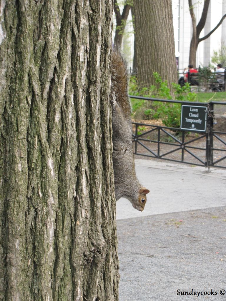 New York squirrel
