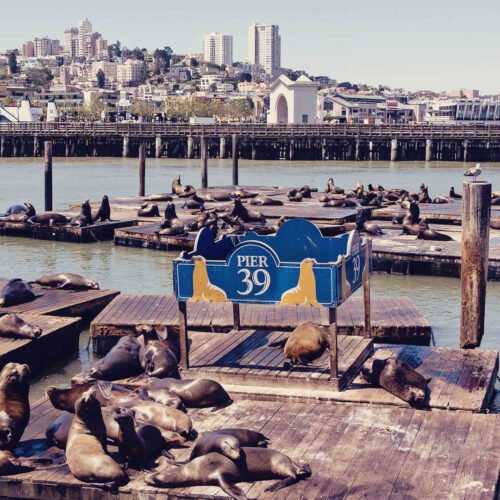 O que fazer no Pier 39 e Fisherman's Wharf de San Francisco