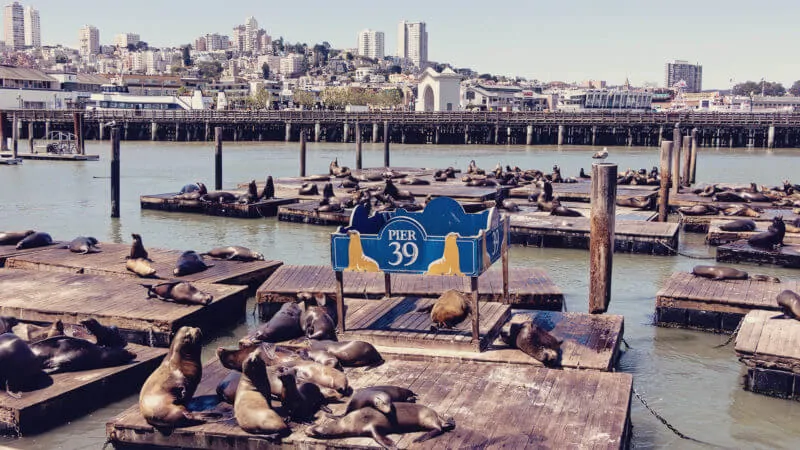 O que fazer no Pier 39 e Fisherman's Wharf de San Francisco