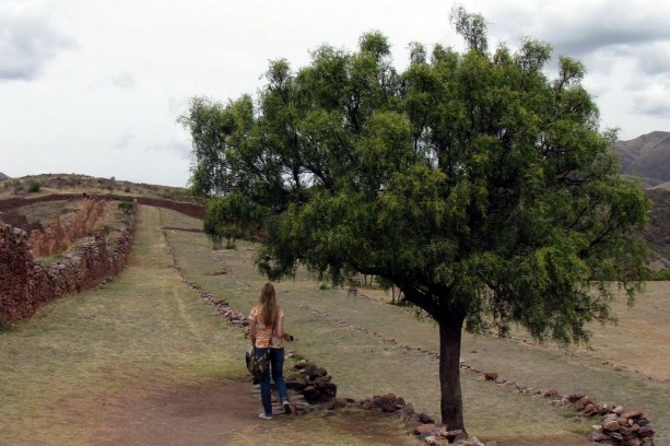 Valle Sagrado - Pikillacta - Árvore, muros e nossa companhia de viagem :D