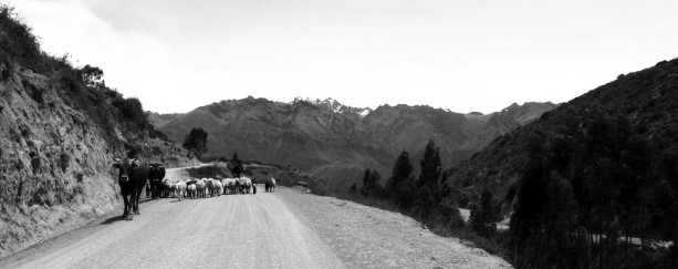 Valle Sagrado - pastoreio em estradas de terra
