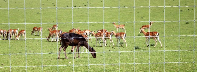 Nove Hrady - Bambis! e uma vaca.