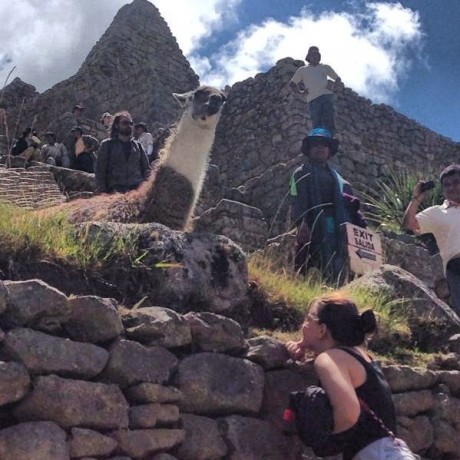Viagem ao Peru pela Giovanna - Machu Picchu e Lhama