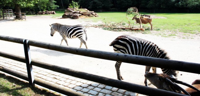 Zoológico de Nuremberg - Zebrinhas Listratas