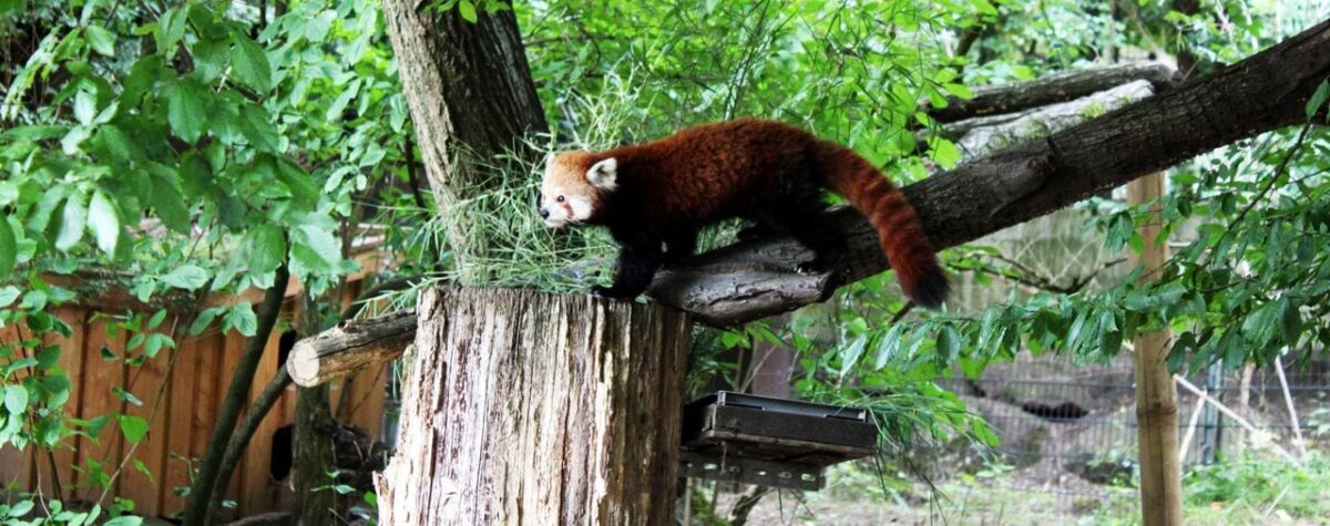 Zoológico de Nuremberg - Red Panda chegando bem pertinho