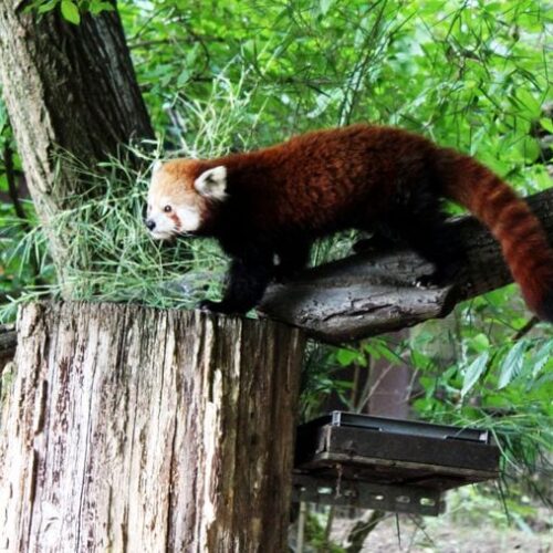 Zoológico de Nuremberg - Red Panda chegando bem pertinho