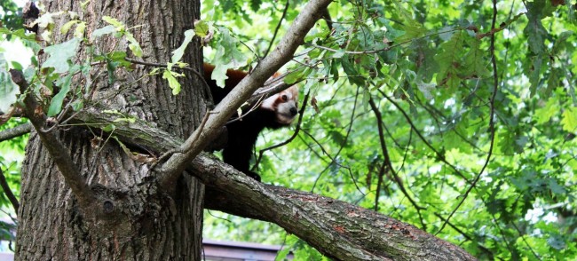 Zoológico de Nuremberg - Red Panda se escondendo