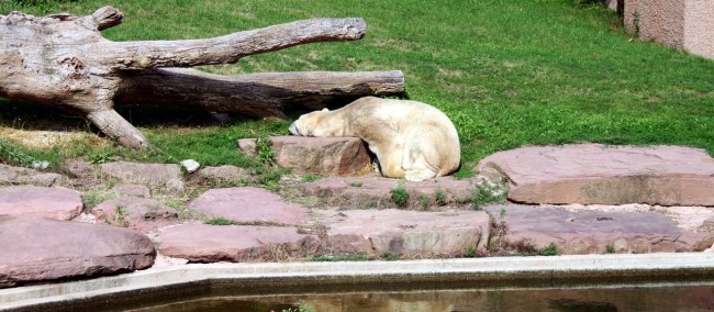 Zoológico de Nuremberg - Urso Polar