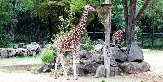Zoológico de Nuremberg - Girafas