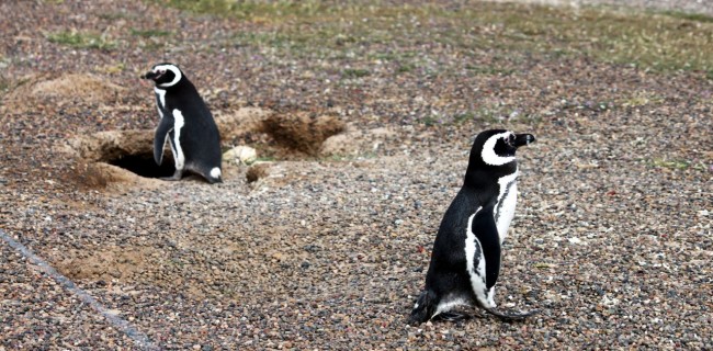 Provincia de Chubut - avistando pinguins 1