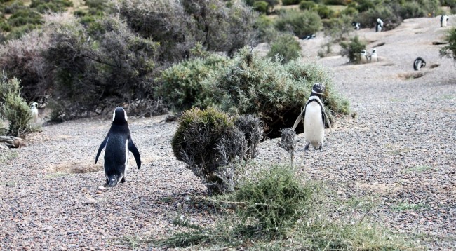 Provincia de Chubut - avistando pinguins 2