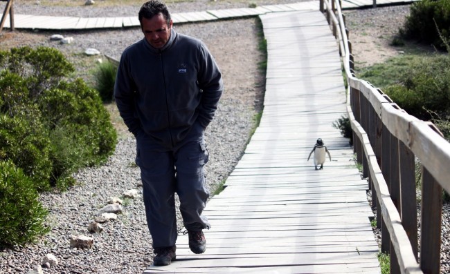 Provincia de Chubut - avistando pinguins 3
