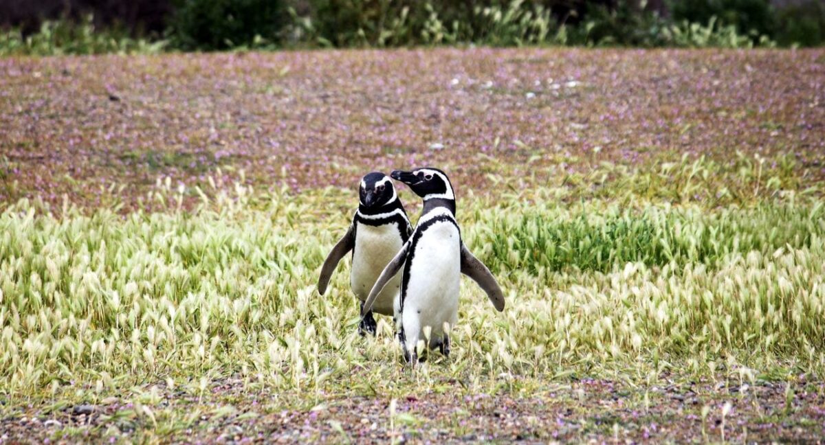 Provincia de Chubut - avistando pinguins 4