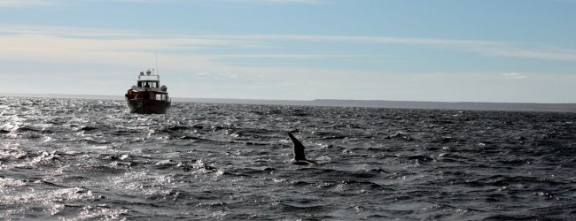 Provincia de Chubut - avistando baleias 1