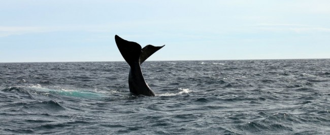 Provincia de Chubut - avistando baleias 2