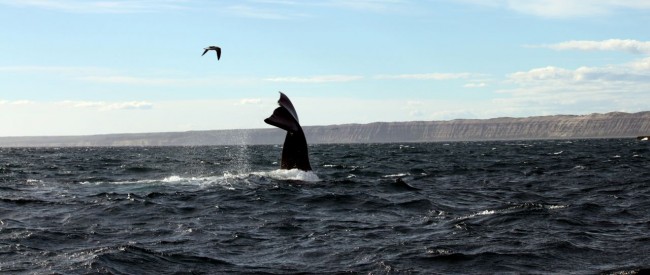 Provincia de Chubut - avistando baleias 3