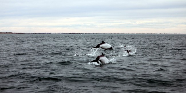 Provincia de Chubut - avistando toninas 2