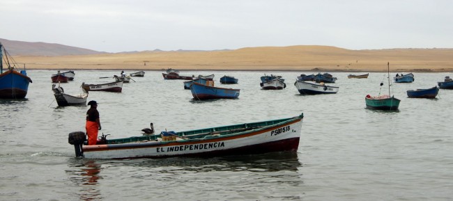 Peru: Ilhas Ballestas e Reserva Nacional de Paracas - 7