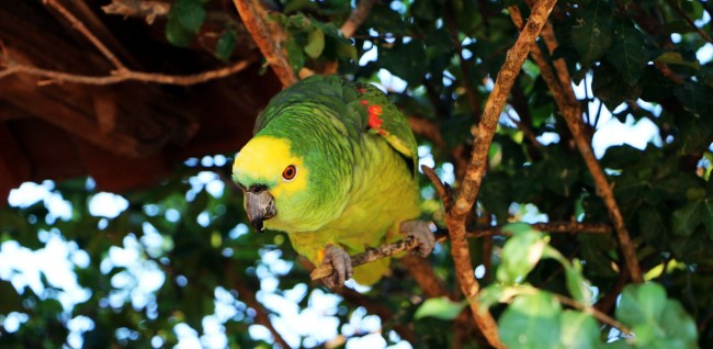 ABC do Pantanal - Papagaio