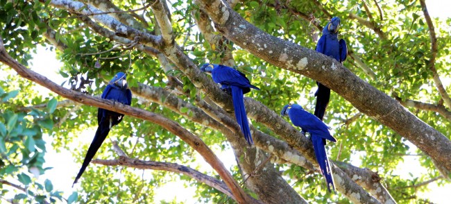 ABC do Pantanal - Arara Azul 1