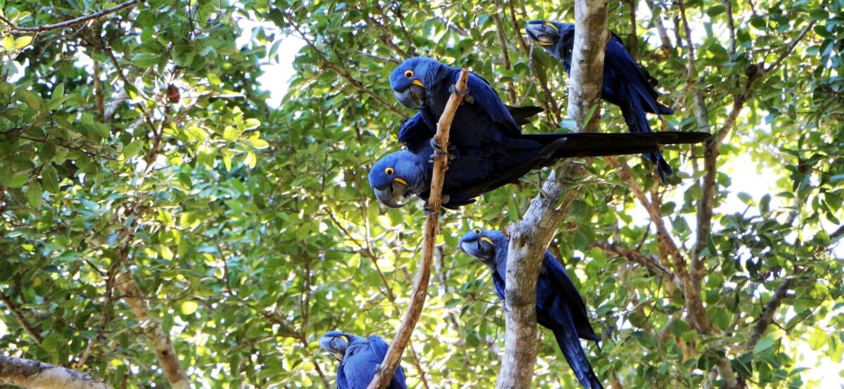 ABC do Pantanal - Arara Azul 2