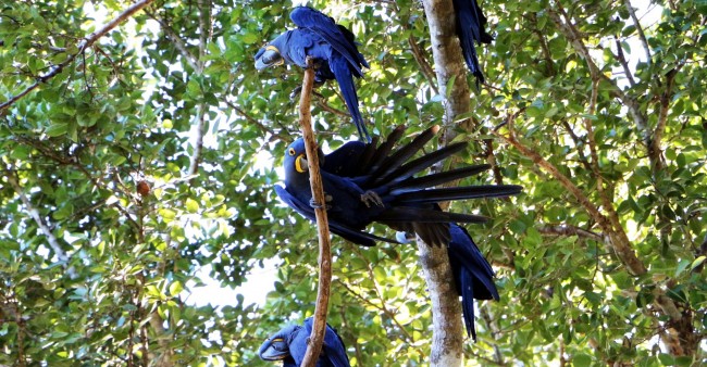 ABC do Pantanal - Arara Azul 3