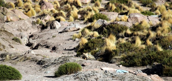 Passeios no Atacama - Gêiser de Tatio 15