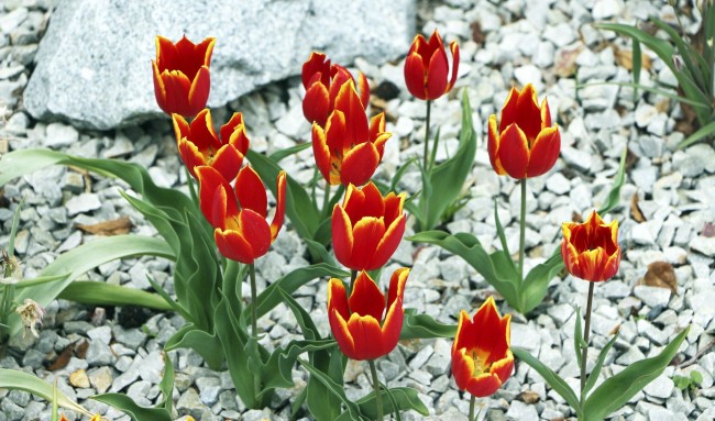 Como ir ao Keukenhof na holanda - jardim de tulipas perto de Amsterdã - 15