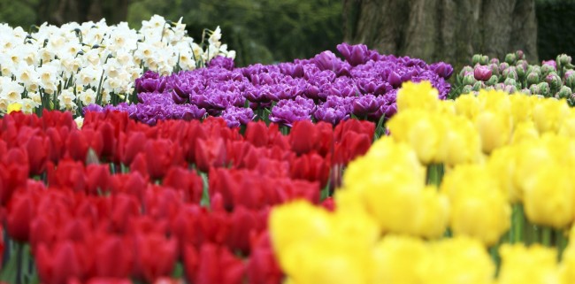 Como ir ao Keukenhof na holanda - jardim de tulipas perto de Amsterdã - 17
