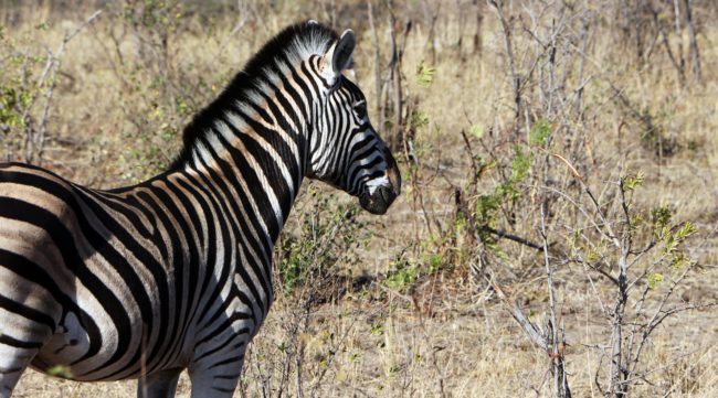 Kruger Park, safári pela África do Sul - 11