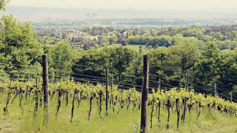 Viena e a tradição dos seus vinhos - maiores vinhedos urbanos da Europa - 06