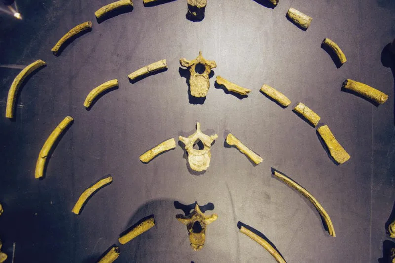 O que fazer numa longa conexão em Adis Abeba 13 Lucy, no Museu Nacional da Etiópia, em Adis Abeba