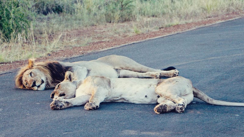 Safári na reserva Madikwe na África do Sul e hospedagem no rhulani safari lodge - avistamento de um casal de leões