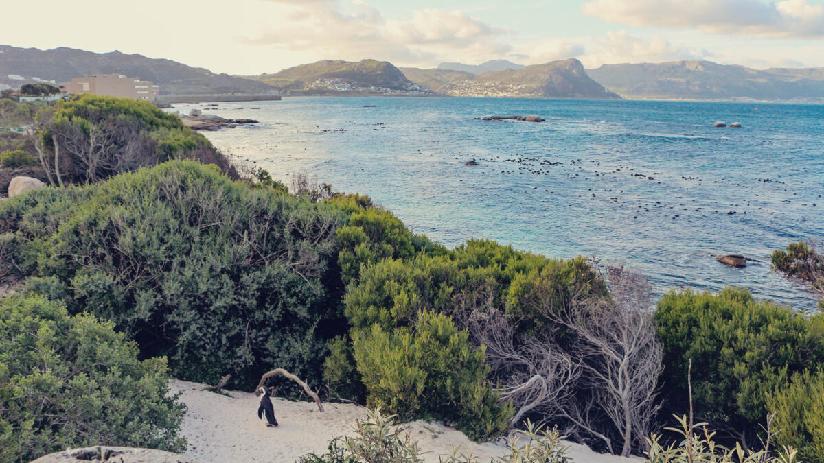 Colônia de pinguins de Boulders Beach - passeio saindo da Cidade do Cabo