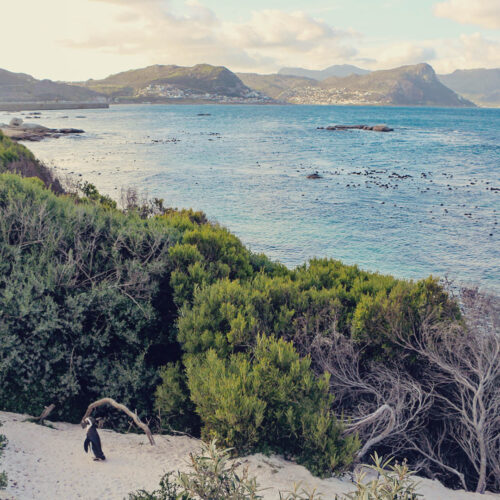 Colônia de pinguins de Boulders Beach - passeio saindo da Cidade do Cabo
